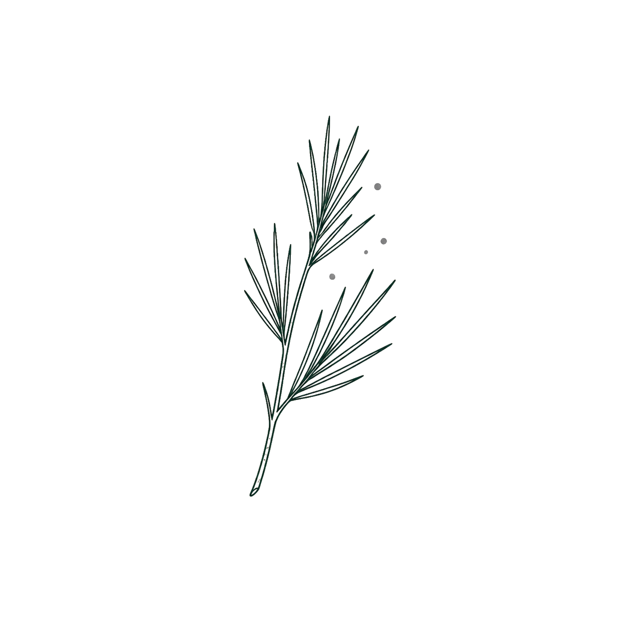 Ponderosa pine sprig representing the released pine aroma.